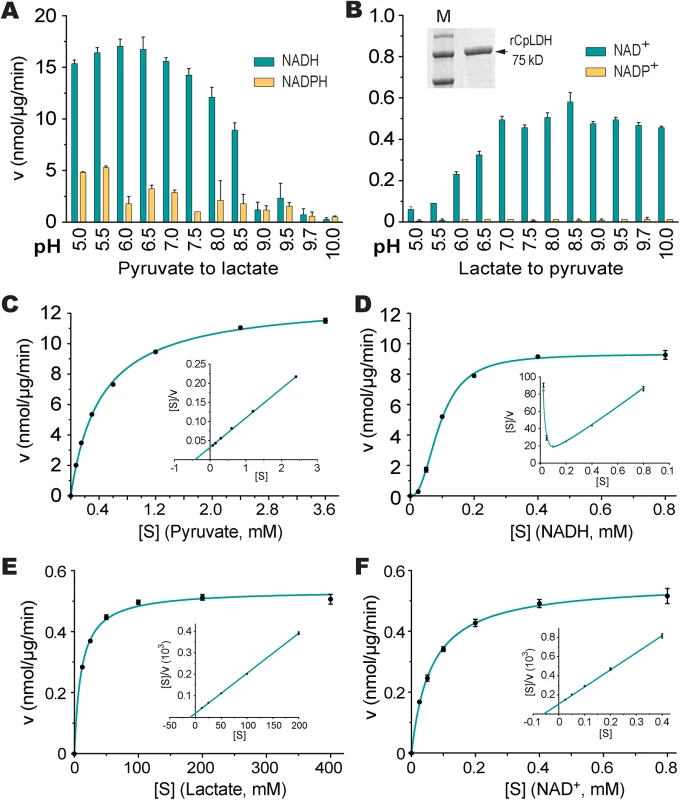 CpLDH enzyme kinetics.