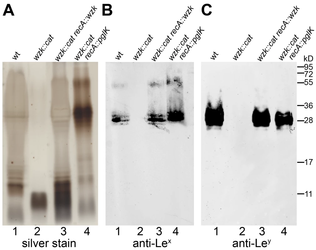 Wzk is the <i>H. pylori</i> O antigen flippase and can be replaced by <i>C. jejuni</i> PglK.
