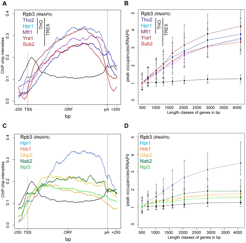 Recruitment of TREX increases from the 5′ to the 3′ end of the gene and with gene length.