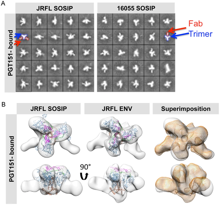 EM 2D class averages and 3D reconstructions of the trimer-preferred cleavage-specific PGT151-bound SOSIP trimers.