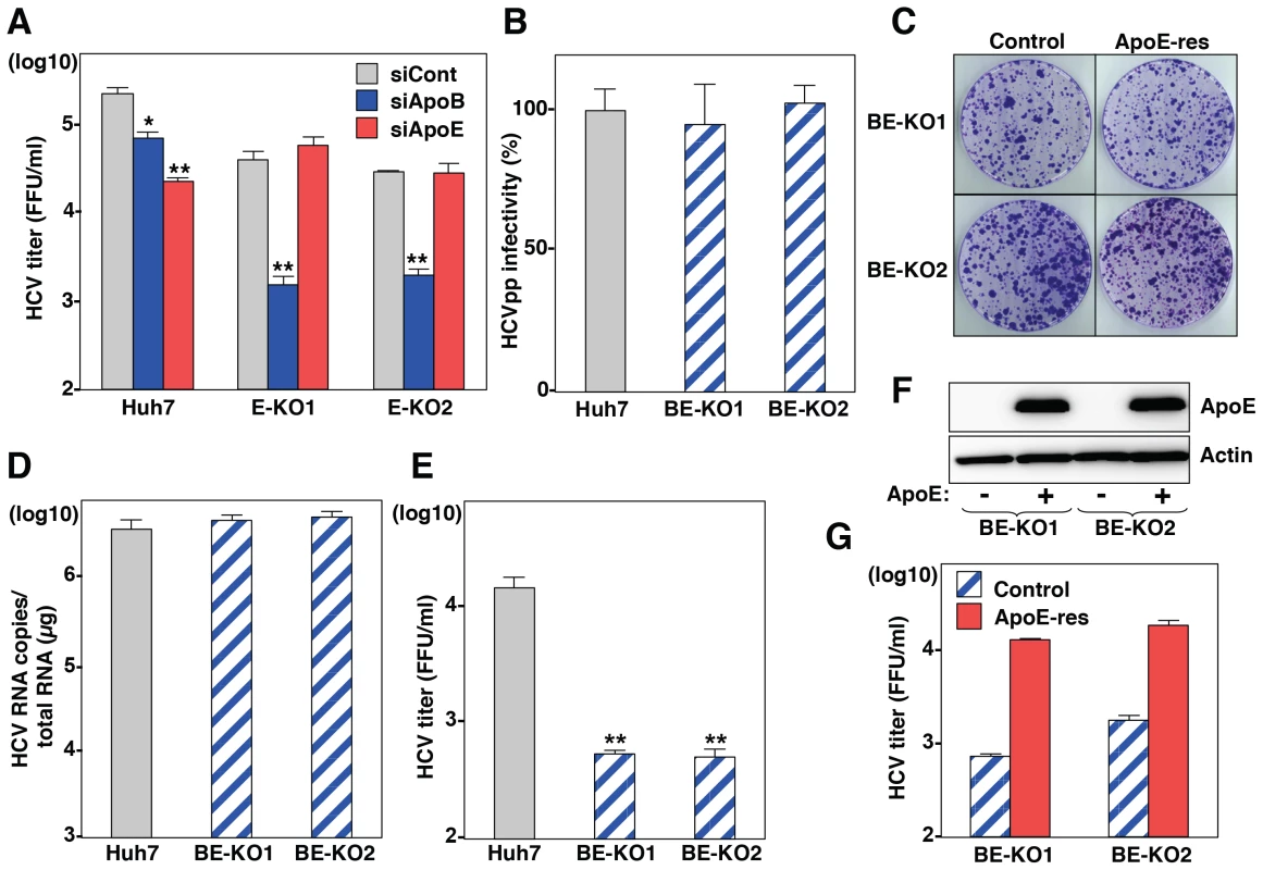 ApoB and ApoE redundantly participate in the formation of infectious HCV particles.