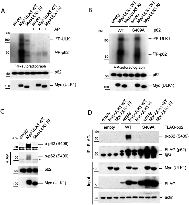 ULK1 phosphorylates p62 at S409.