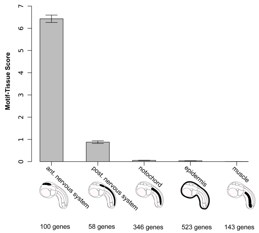 Motif-tissue scores for the motif 2×GATTA/125bp against genes expressed in various tissues.