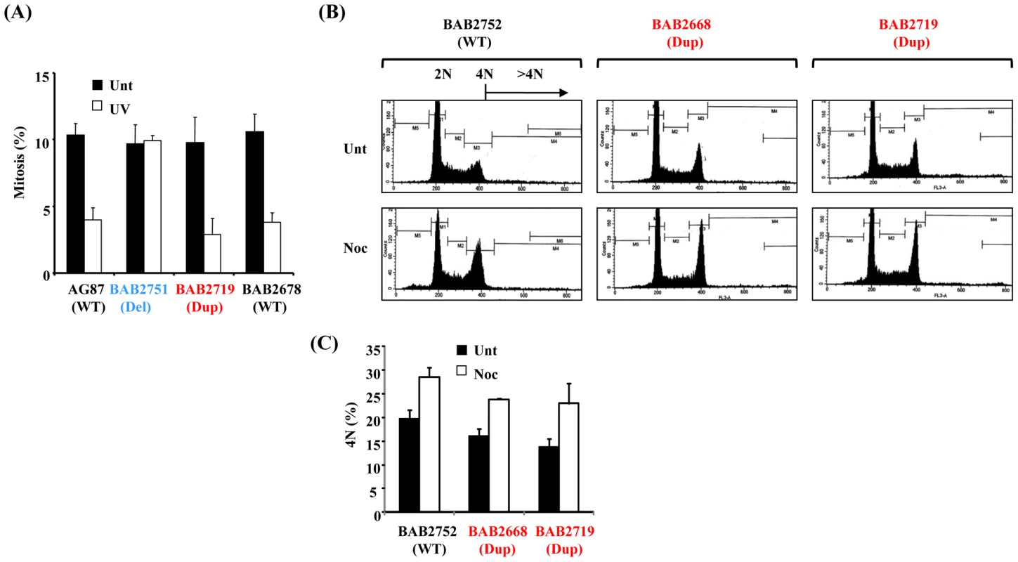 The ATR-dependent G2-M cell cycle checkpoint and the spindle assembly checkpoint (SAC) are functional in 17p13.3 duplication syndrome LBLs associated with <i>RPA1</i> duplication.