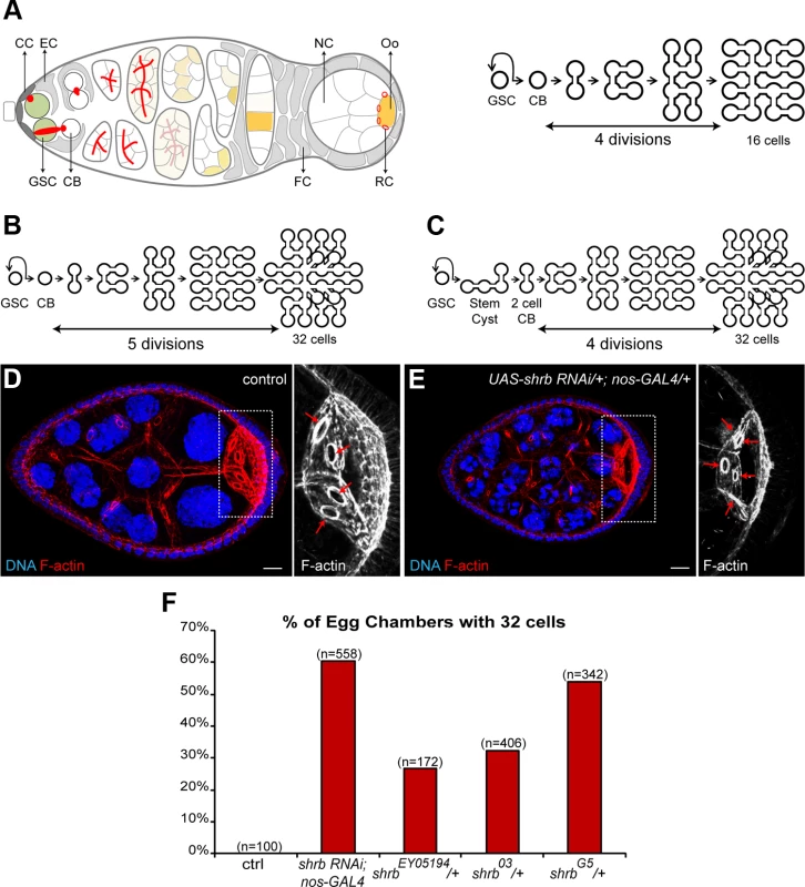 Loss of the ESCRT-III subunit Shrub in germline cells induces the formation of egg chambers with 32 cells.