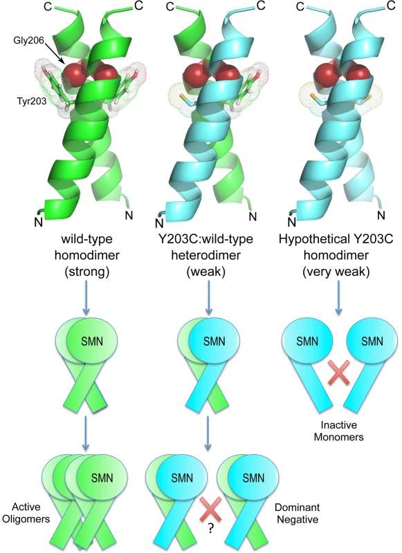 <i>SMN<sup>Y203C</sup></i> is predicted to disrupt an intermolecular Y-G contact, weakening or preventing oligomerization.