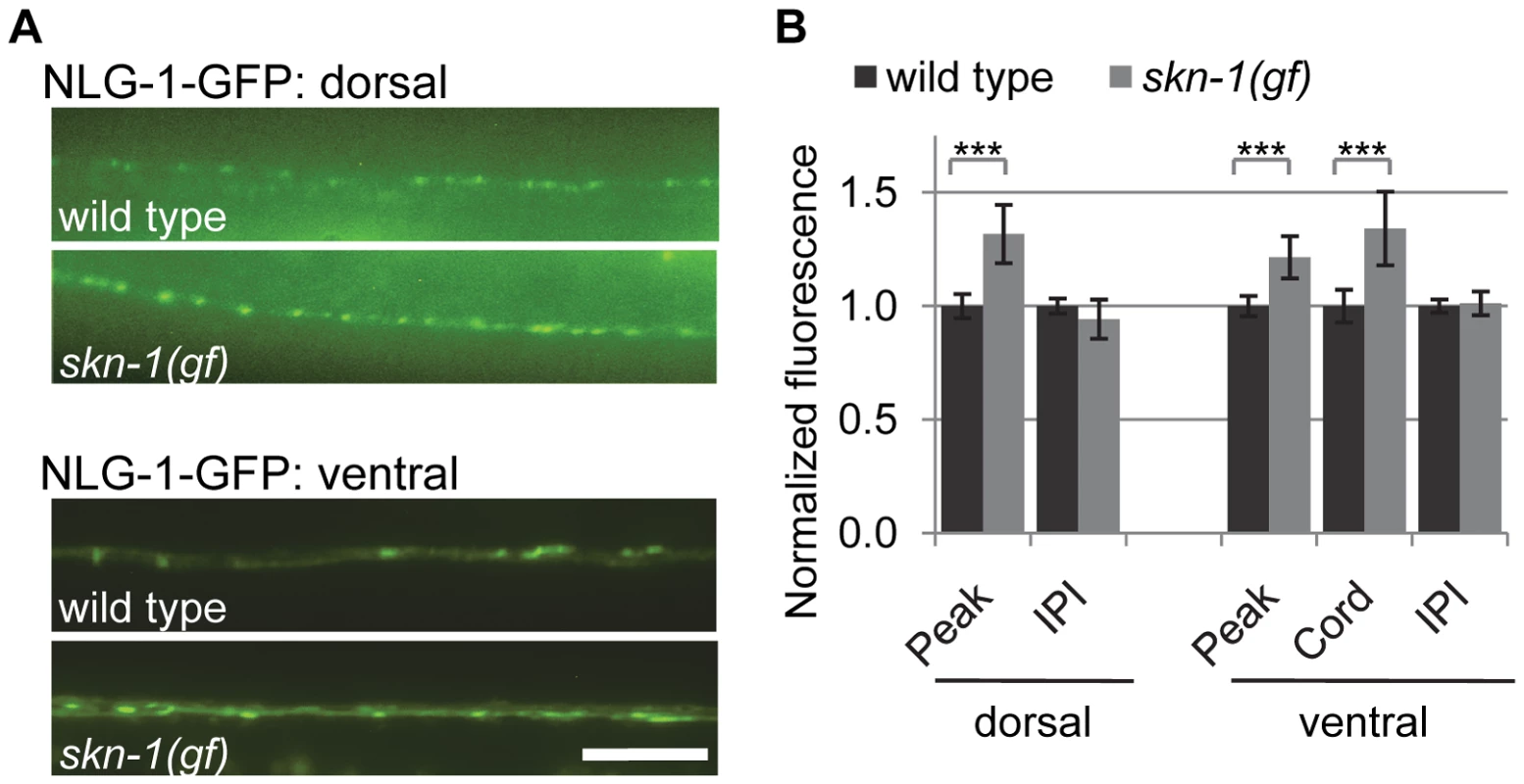 Synaptic NLG-1 levels are regulated by SKN-1.