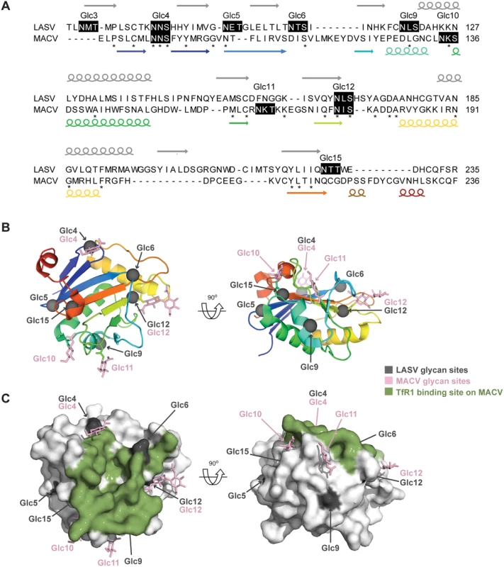 Mapping LASV GP-1 N-linked glycan sequons onto the structure of MACV GP-1.