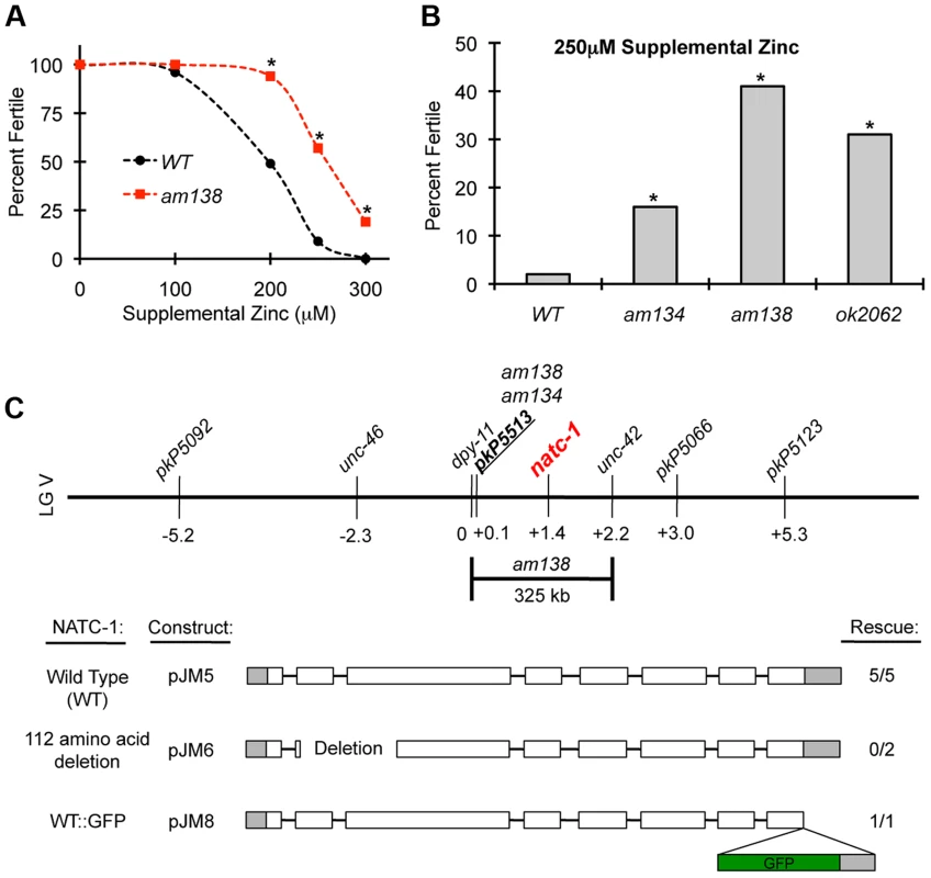 <i>natc-1</i> mutations cause resistance to high zinc toxicity.