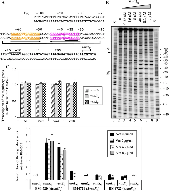 Binding sites of VanU<sub>G</sub> to the <i>P</i><sub><i>UG</i></sub> regulatory promoter (A, B) and regulatory genes transcription (C, D).