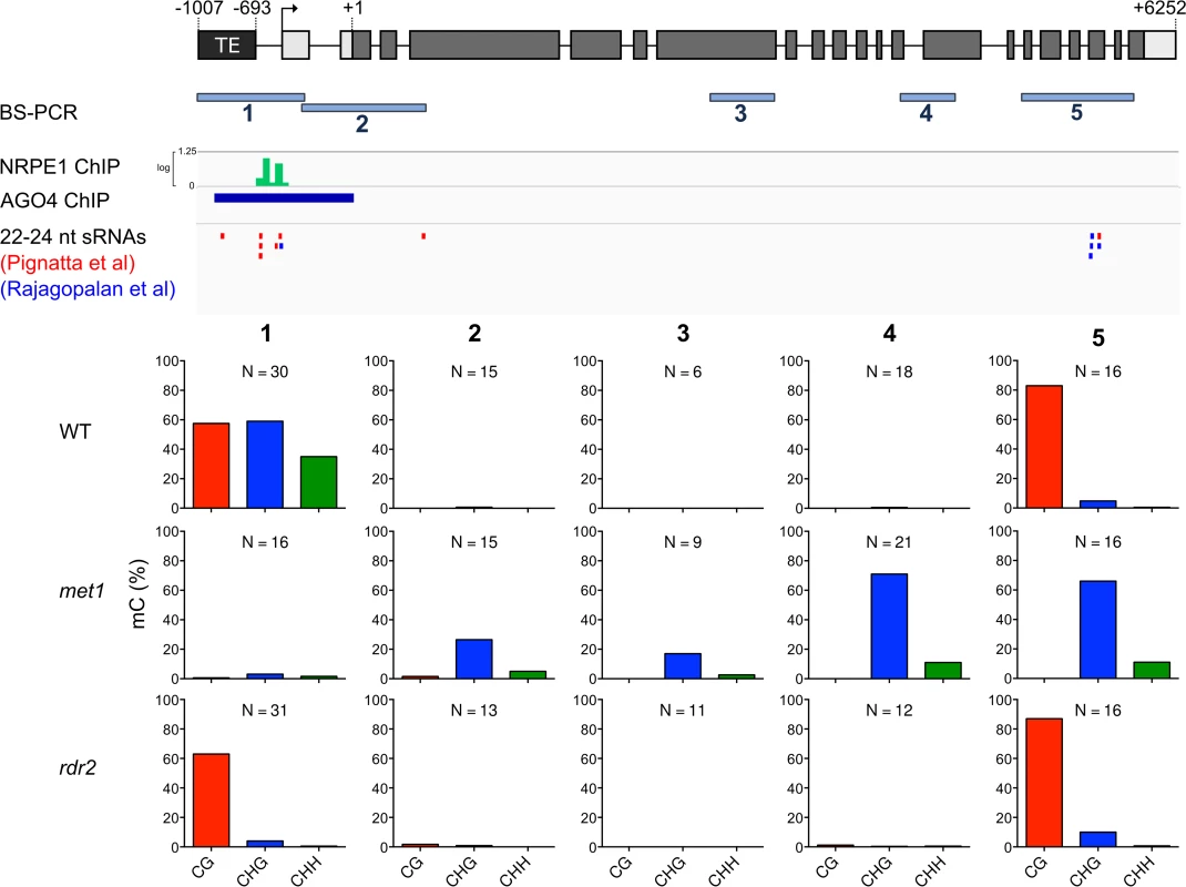 <i>ROS1</i> is an RdDM target.