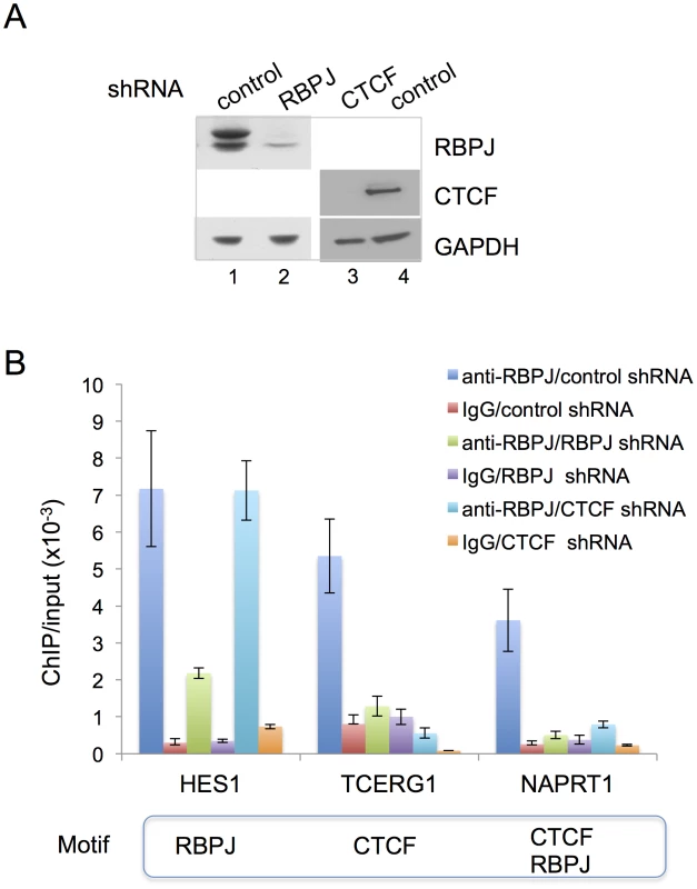 CTCF is required for the enrichment of RBPJ at the TCERG1 and NAPRT1 promoters.
