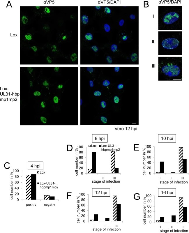 Nucleocapsids of HSV1(17<sup>+</sup>)Lox-UL31-hbpmp1mp2 are impaired in nuclear egress.