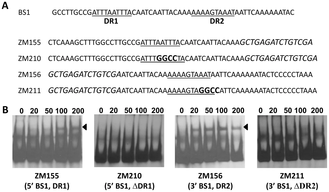 The DRs in BS1 are essential for BosR binding.