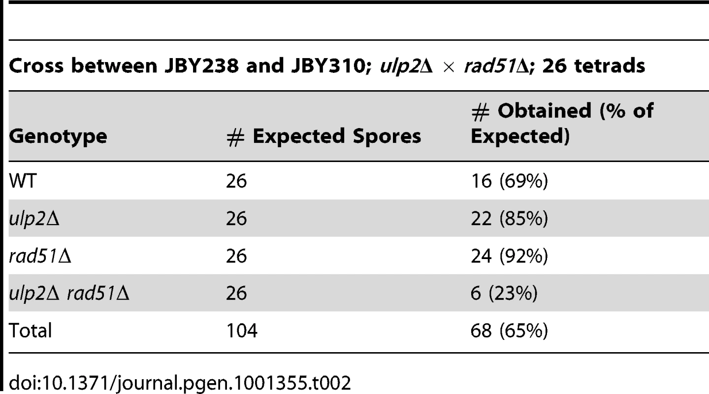 Genetic interactions between <i>ulp2</i>Δ and <i>rad51</i>Δ mutants.