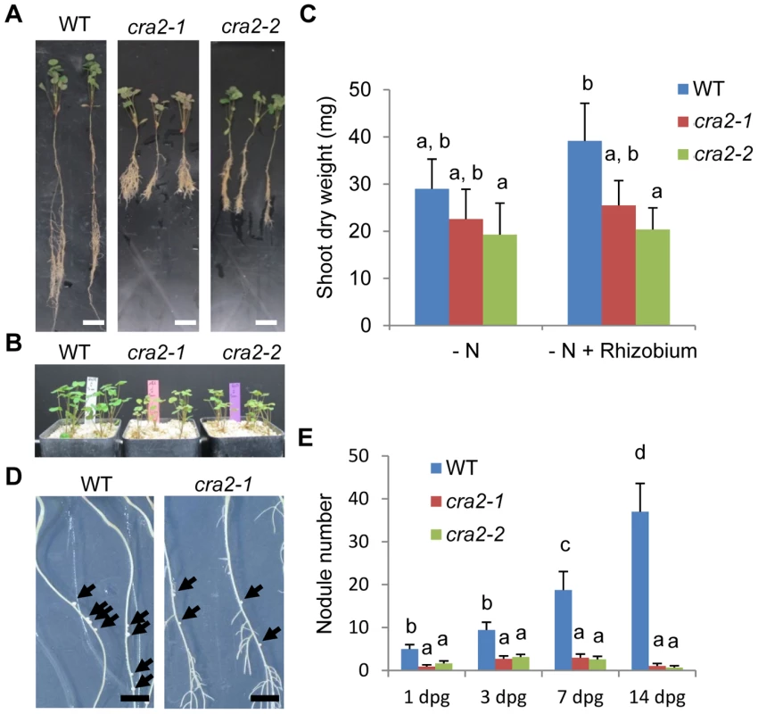 The <i>cra2</i> mutants have reduced symbiotic nodulation.