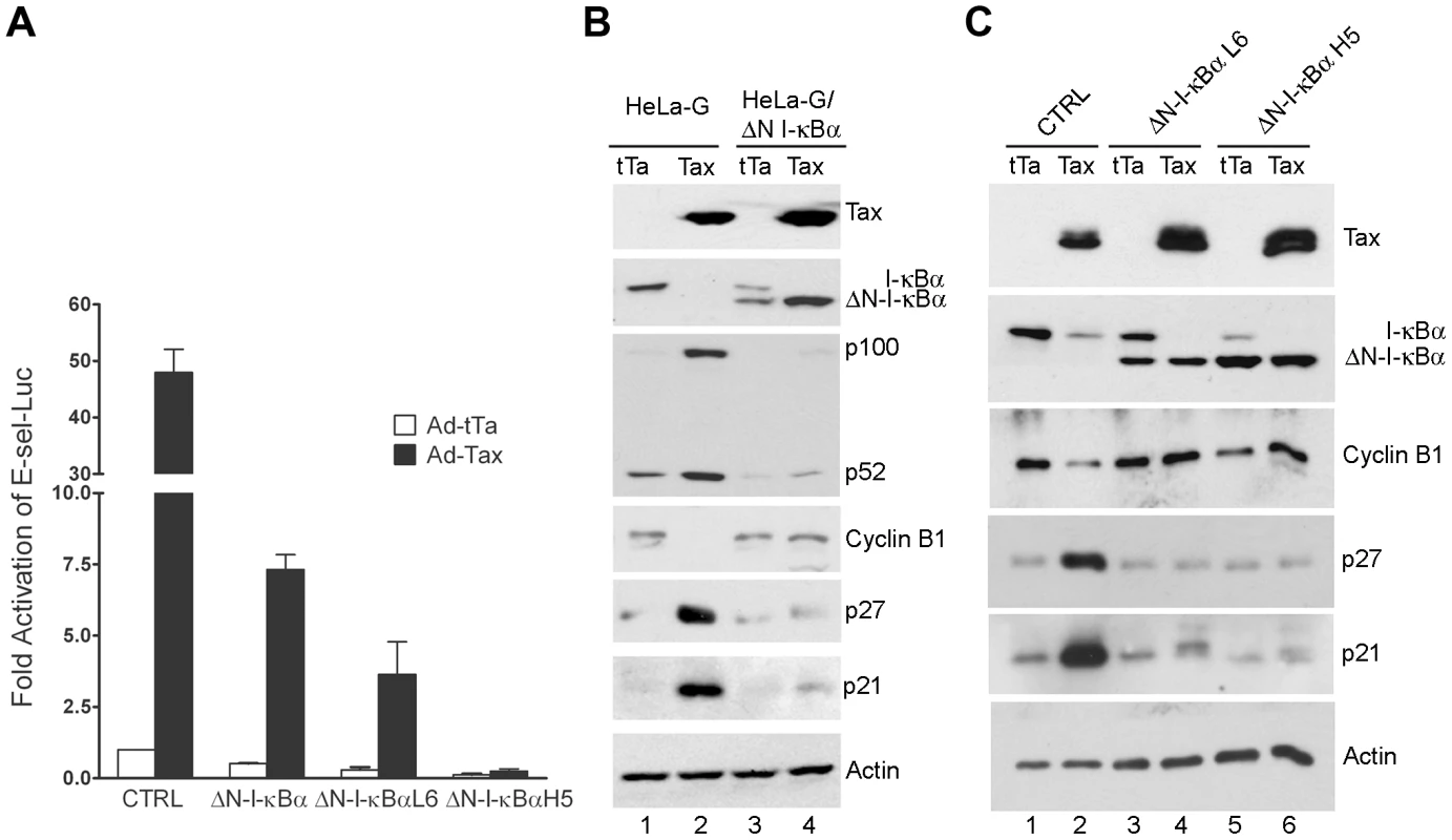 ΔN-I-κBα, a degradation-resistant form of I-κBα, blocks Tax-mediated activation of NF-κB, induction of p21 and p27, and down-regulation of cyclin B.