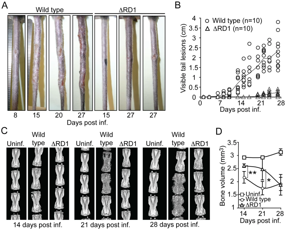 Disease and inflammation can be quantified and indicate a major role for Esx-1 in virulence.