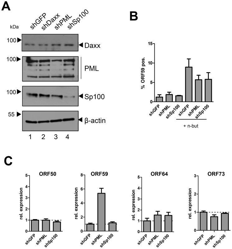 Depletion of PML or Sp100 does not interfere with latency establishment in HUVEC cells.