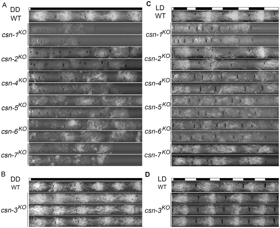 Effect of disrupting different <i>csn</i> subunit genes on conidiation rhythms.