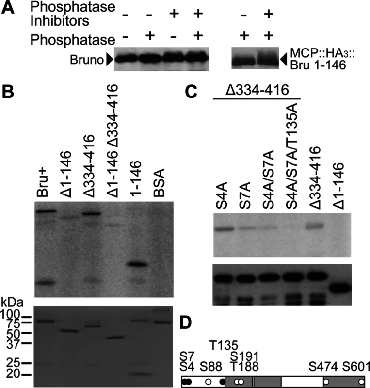 PKA phosphorylates Bru in the amino-terminal domain and Bru phosphosilent mutations disrupt phosphorylation by PKA.