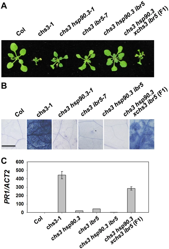 Genetic analysis of <i>CHS3</i>, <i>IBR5</i> and <i>HSP90</i>.<i>3</i>.