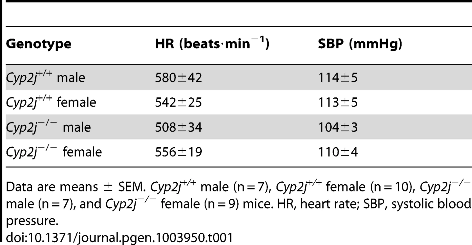 Comparison of systemic hemodynamic measurements in conscious <i>Cyp2j<sup>+/+</sup></i> and <i>Cyp2j<sup>−/−</sup></i> mice.