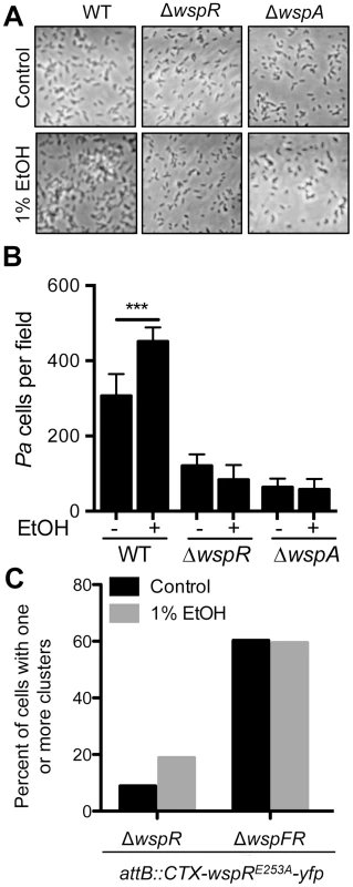 Ethanol acts through the Wsp system.