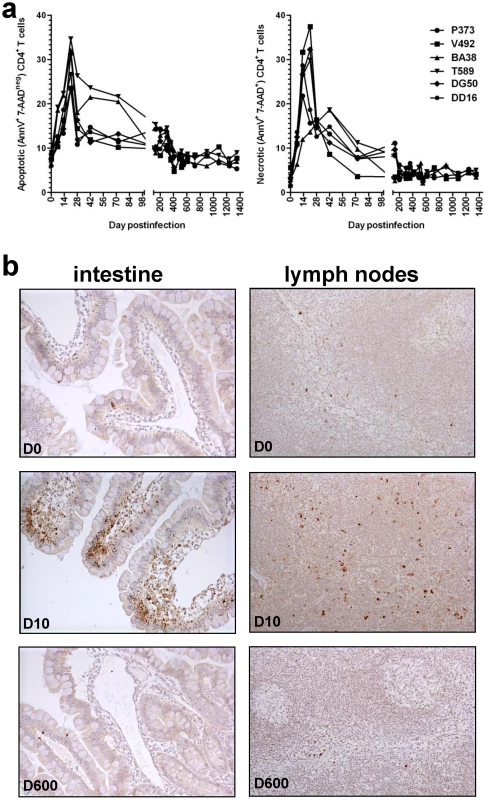  Dynamics of CD4<sup>+</sup> T cell apoptosis during acute and controlled SIVagm.sab infection of rhesus macaques.