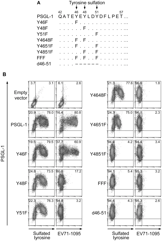 Sulfated tyrosines in the N-terminal region of PSGL-1 are important for binding to EV71-1095.