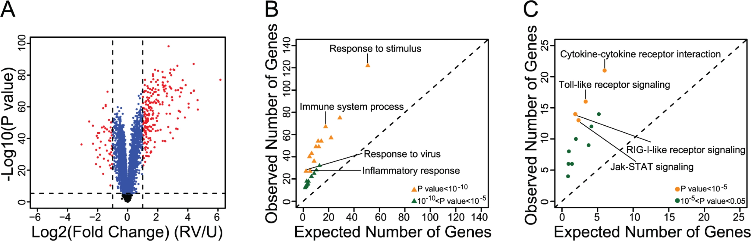 Identification and functional characterization of RV-responsive genes in PBMCs.