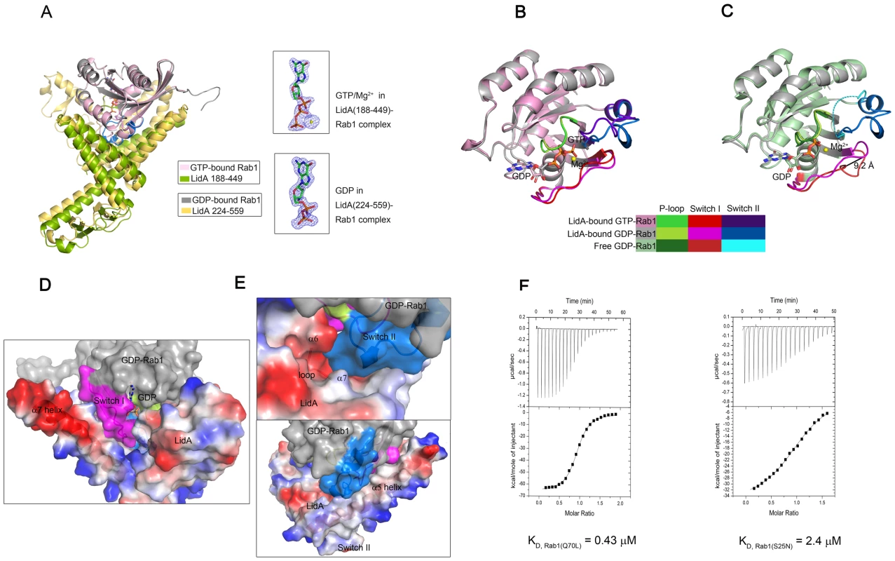 The complexed GDP-bound Rab1 (S25N) is held in the active conformation.
