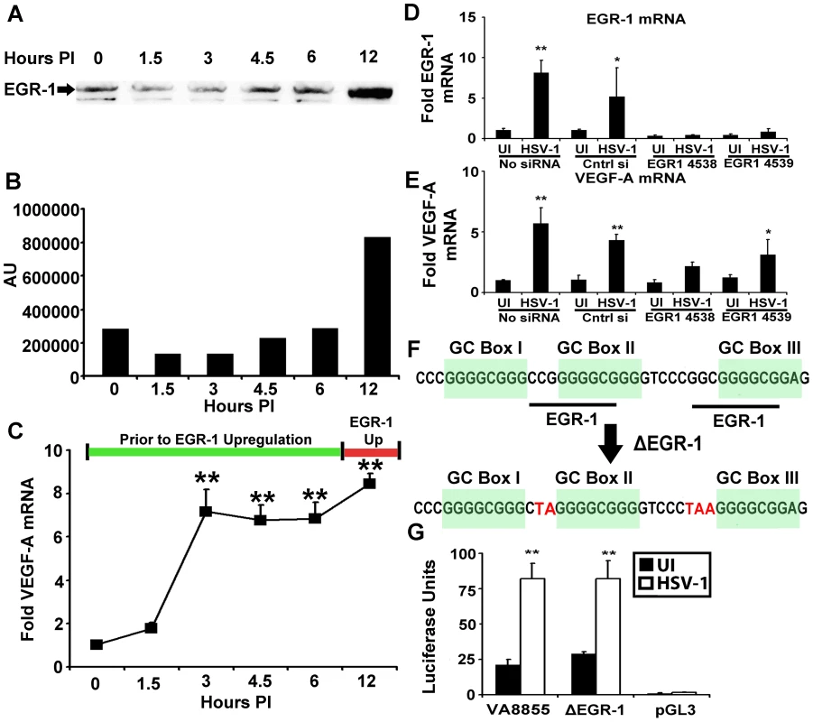 EGR-1 is not required for VEGF-A Upregulation.