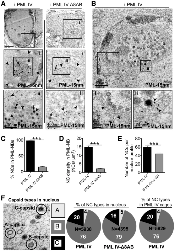 Quantitative ultrastructural analysis of PML IV cages with entrapped VZV nucleocapsids.