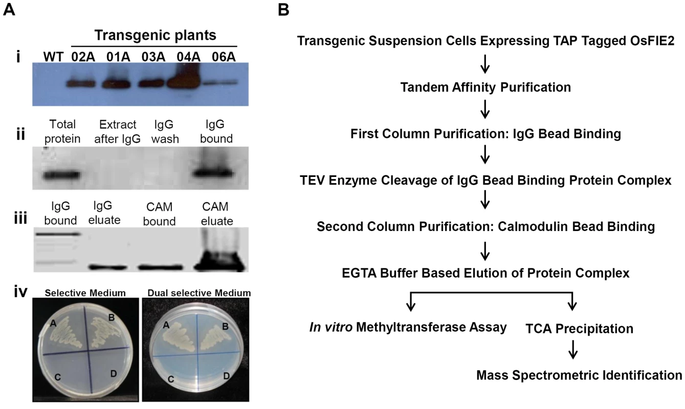 Tandem affinity purification of OsFIE2 complex.