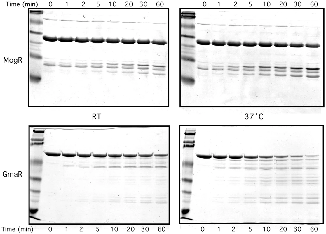 Limited proteolysis of GmaR and MogR with chymotrypsin indicates a temperature-dependent conformational change in GmaR, but not MogR.