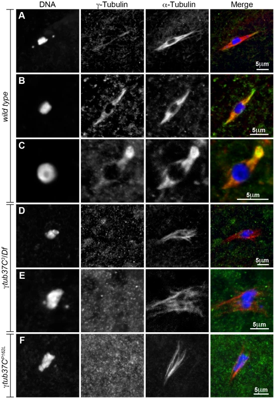 Endogenous γTub37C is present on the meiosis I spindle in <b><i>Drosophila</i></b><b> oocytes.</b>