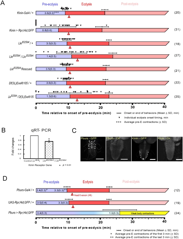 Flies with impaired kinin or CAMB signaling show significant defects in the ecdysis FAP.
