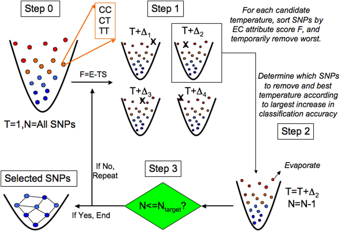 Evaporative Cooling (EC) feature selection algorithm.