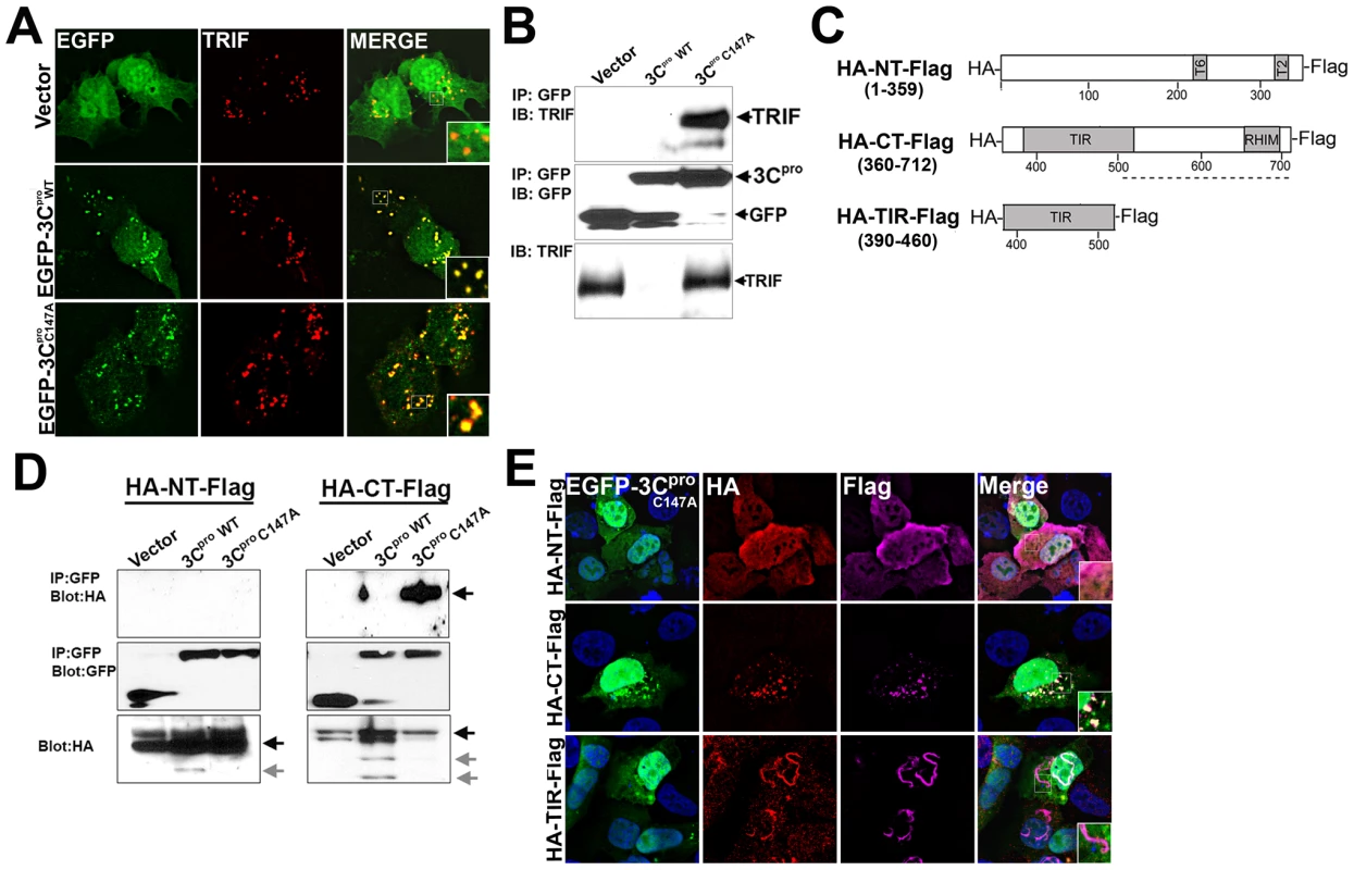 3C<sup>pro</sup> localizes to TRIF signalosomes and interacts with the C-terminal domain of TRIF.