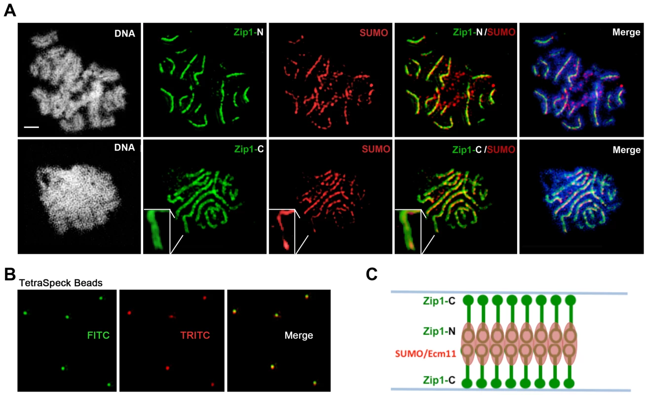 SUMO is positioned at the central element of the budding yeast SC.