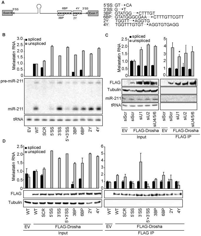 5′SS recognition promotes microprocessing of and Drosha recruitment to intronic miR-211.