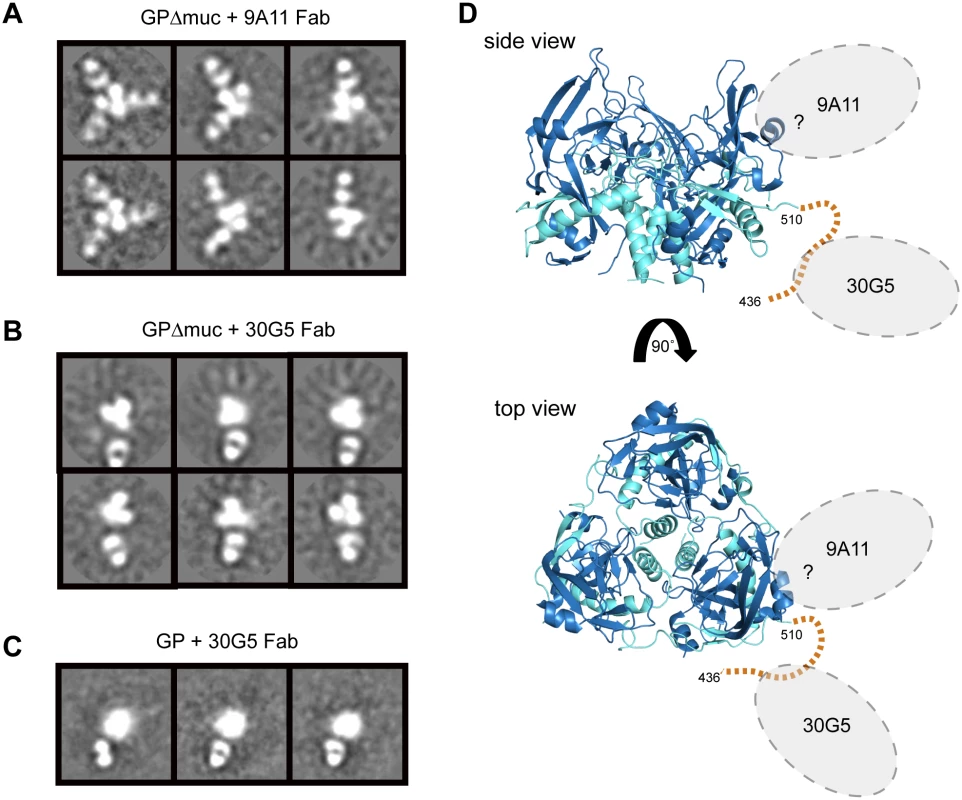 Negative stain EM and modeling of Fabs bound to MARV GP.