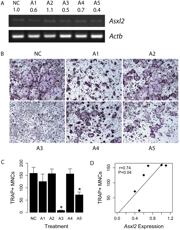 <i>Asxl2</i> is a regulator of osteoclastogenesis.