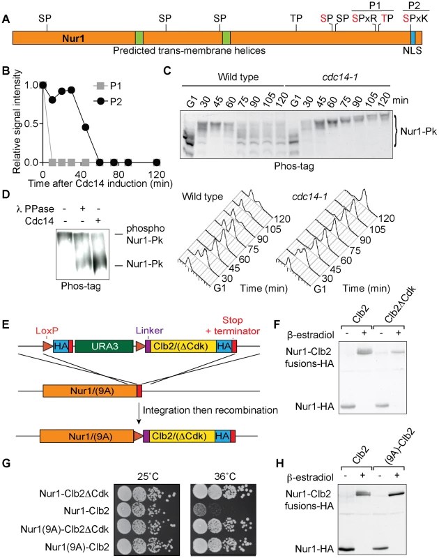 Nur1 dephosphorylation by Cdc14 in anaphase. A