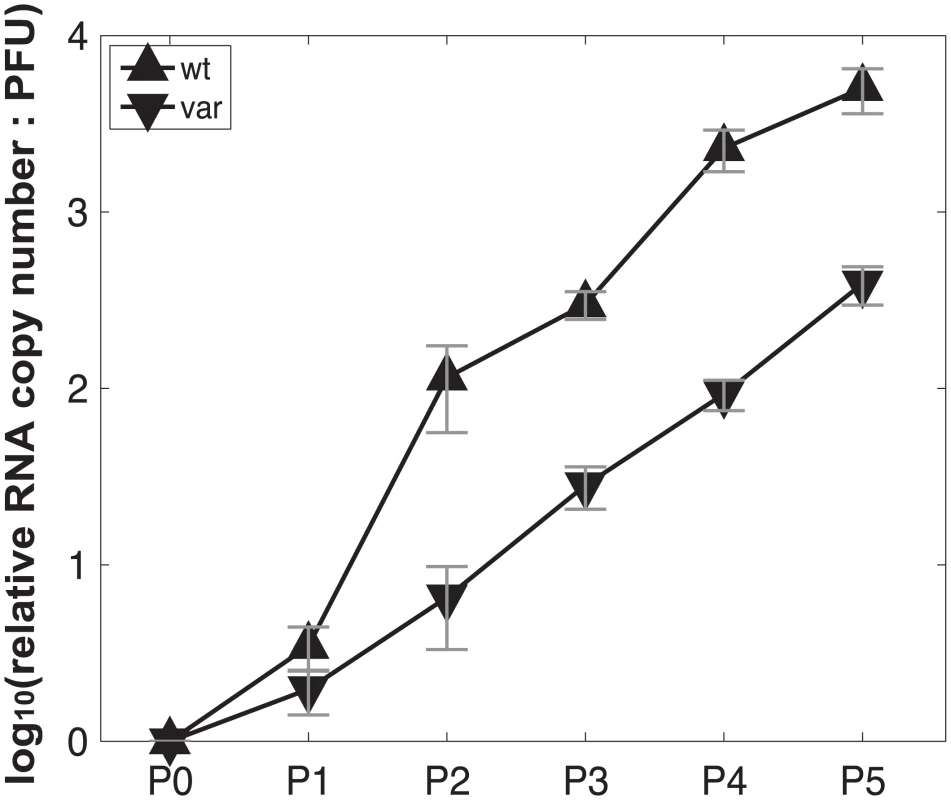 Production of virus stocks with high levels of DI particles: ratio of RNA copy number to PFU increases with serial passage at high MOI.