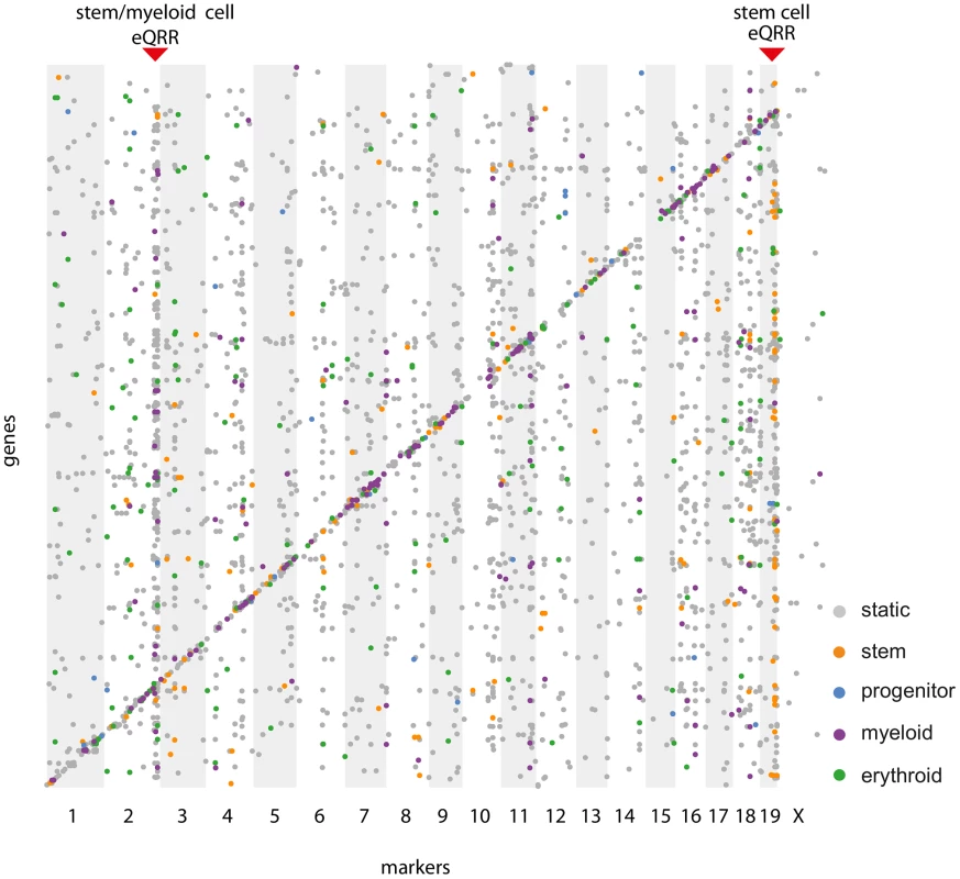 Simultaneous eQTL map.