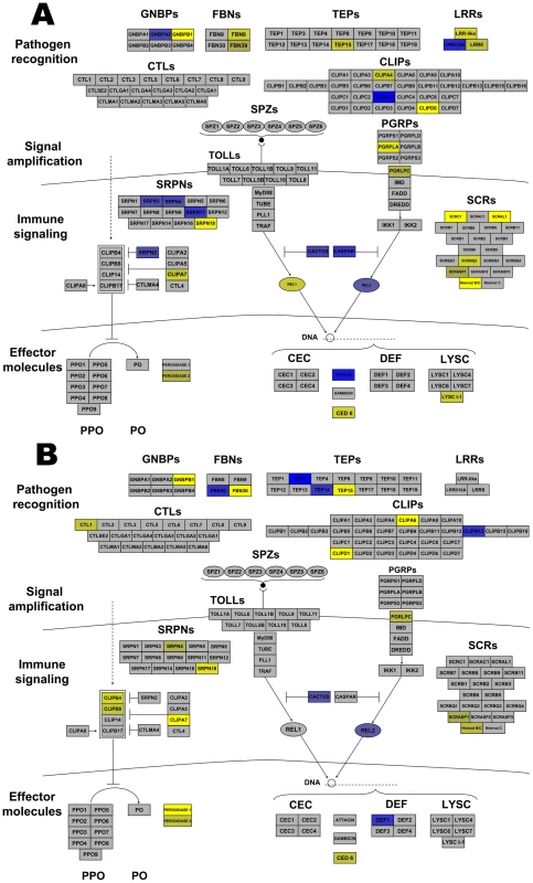 <i>Wolbachia</i> strain-specific regulation of <i>Anopheles gambiae</i> immune pathways.