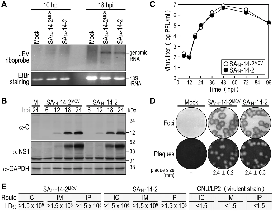 Characterization of biological properties of the molecularly cloned virus SA<sub>14</sub>-14-2<sup>MCV</sup> <i>in vitro</i> and <i>in vivo</i>.
