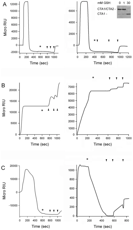PDI unfolding but not oxidoreductase activity is required for disassembly of the CT holotoxin.